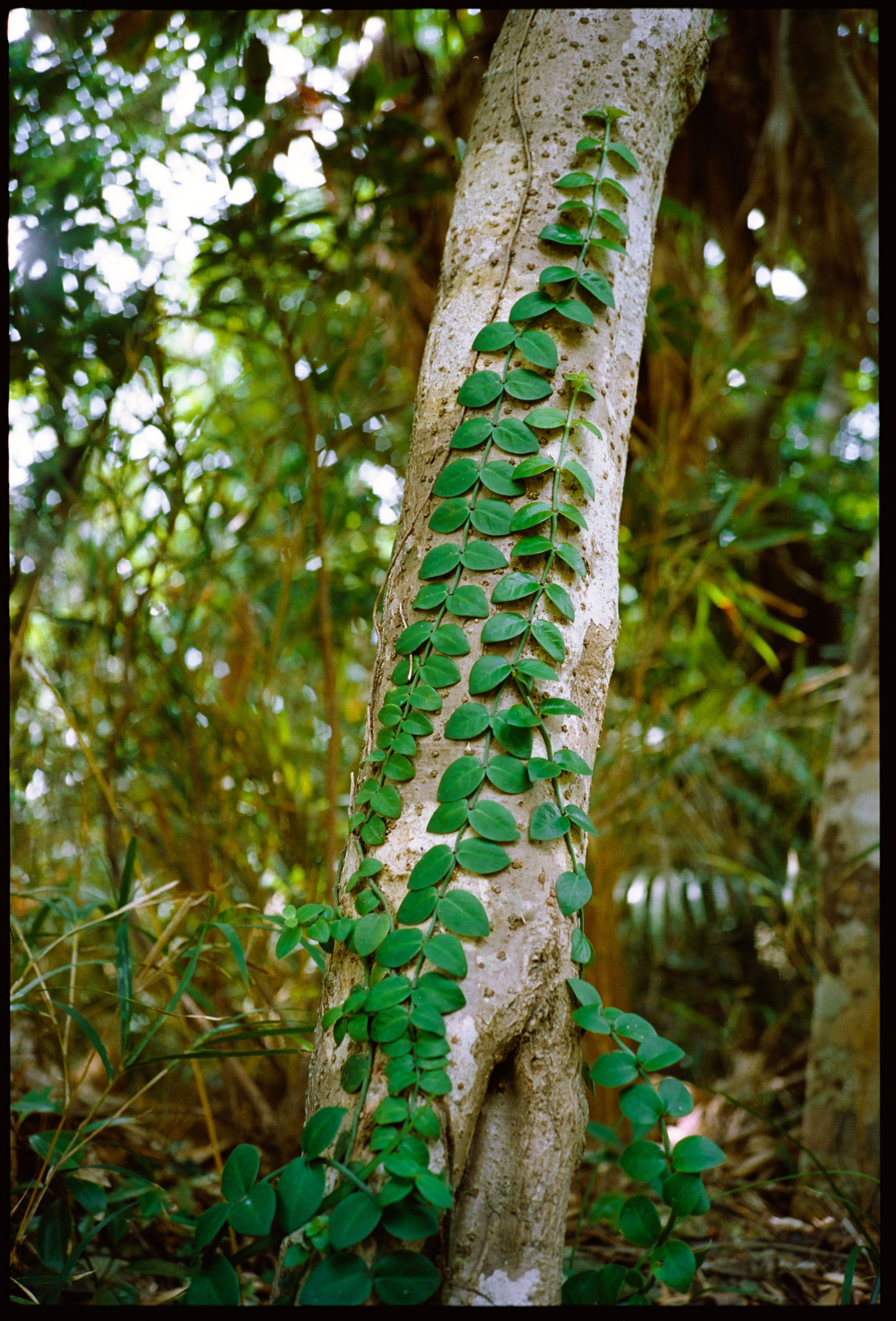 Vine with round leaves climbing a tree trunk in dense subtropical forest