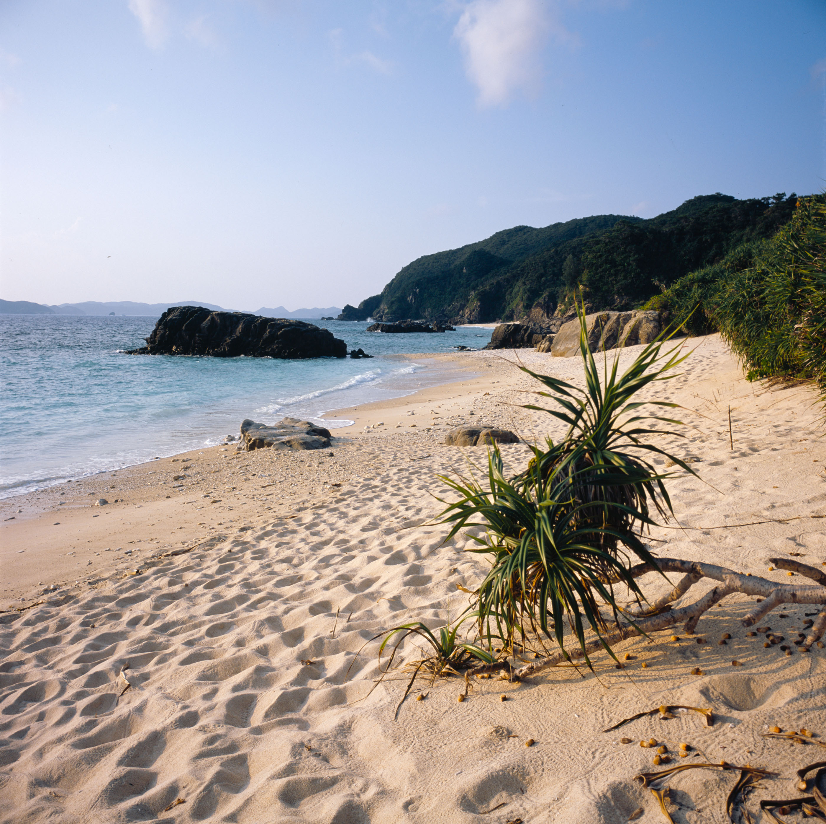 Deserted beach with young pandanus plants in the sand, waves breaking around dark rocks